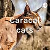 Caracal cats portada