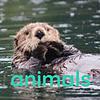 animals