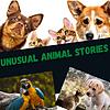 Unusual Animal Stories cover