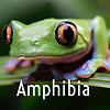 Amphibia portada