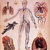 Pulse of Physiology cover