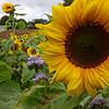 The Nature Garden: gardening, wildlife and nature notes Cover