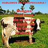 Buenas Practicas De Manejo o Pastoreo De Vacas Preñadas portada