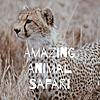 Amazing Animal Safari