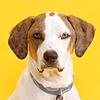 Dog Podcast - Boomer The Service Dog cover
