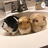 Guinea pig corner omslag
