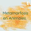 Metamorfosis en Animales.