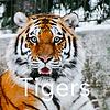 Tigers