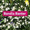 Bandia Banter