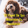"El Papel De Las Mascotas En Pandemia"