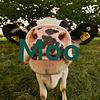 Moo cover