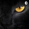 El Gato Negro portada