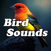 Bird Sounds cover