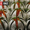 RNZ: Voices