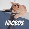 Ndobos