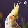 What You Should Know about Cockatiels