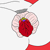 Klitorisk Pod
