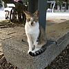 Meow naslovna