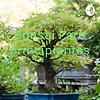 Bonsai Para principiantes capa