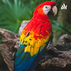 La Guacamaya roja