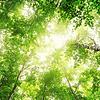 Som da Natureza capa