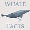 Whale Facts