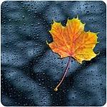 Nature Radio Rain logo