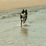 Lucky Dog Radio logo