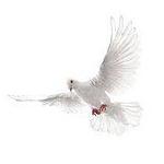 Radio Conexiones 1300 Am logo