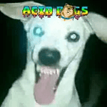 The Acid Station Of The Dogs logo