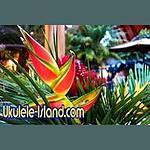 Ukulele Island