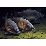 Radio De colmic vissers logo